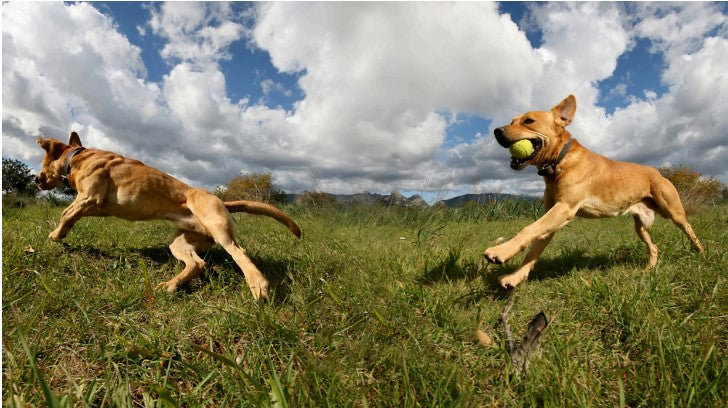 how to socialize your dog, enrichment activities for dogs