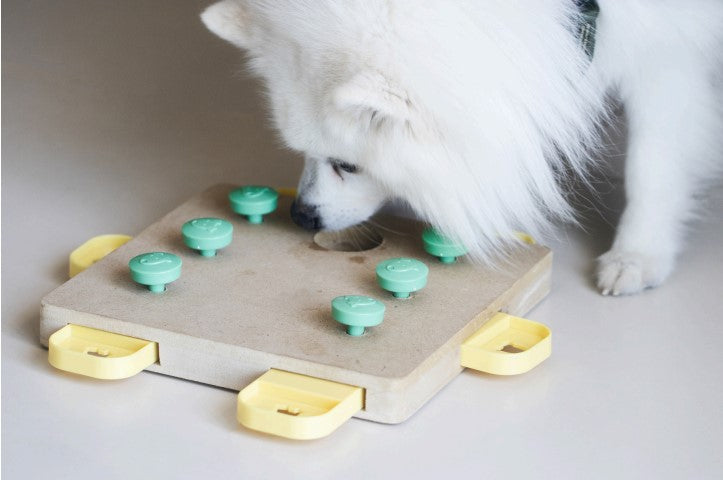 Dog enrichment activities