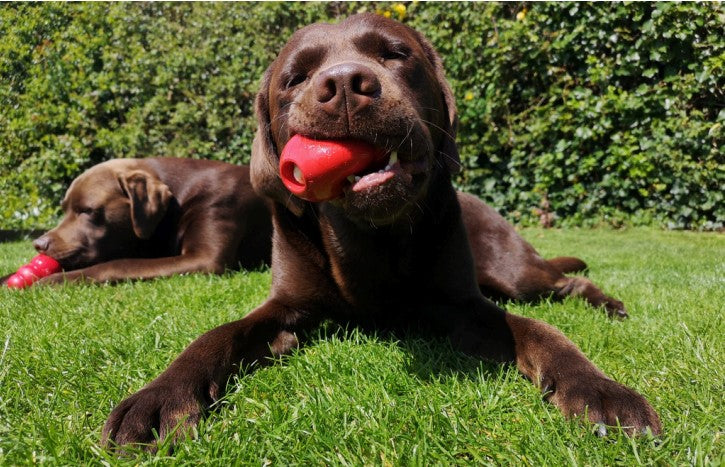 mental stimulation for dogs
