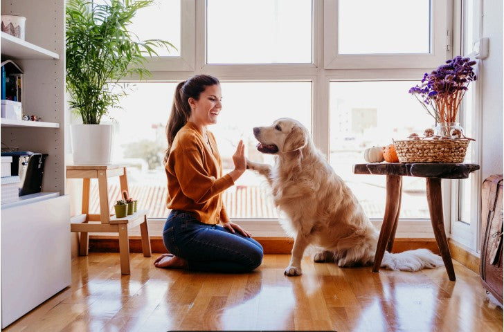 fun tricks to teach your dog