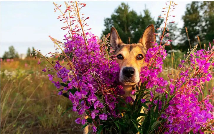 mental stimulation games for dogs