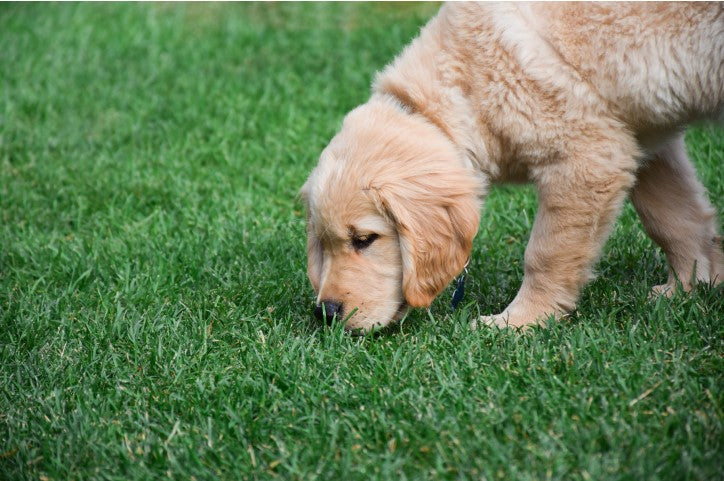 dog nose work training