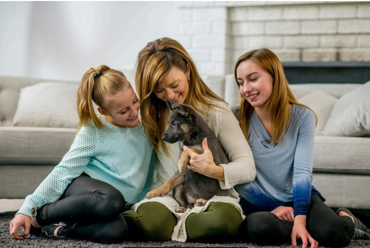 calming activities for dogs