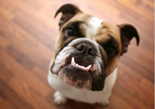 Puppy Teething, puppy teething timeline