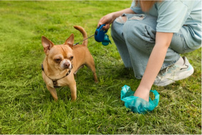 Why do dogs eat poop, Coprophagia in dogs