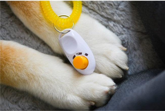 clicker training for dogs