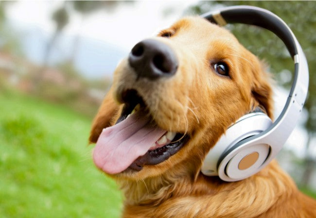 Sound Desensitization for Dogs