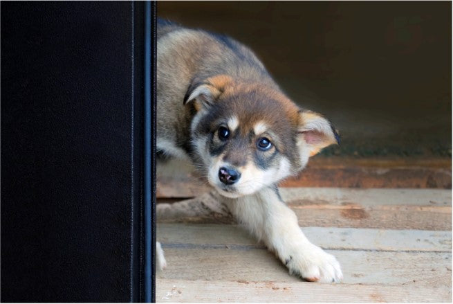 how to calm down a scared dog