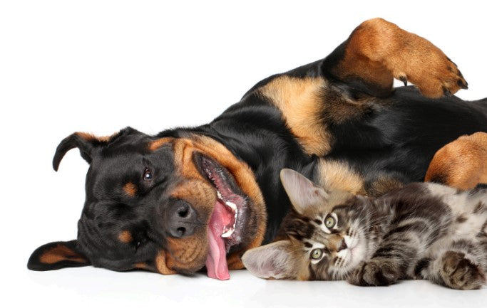 How to Calm a Fearful Dog