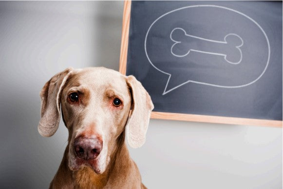 Behavior Modification for Dogs