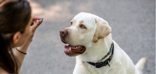 how to train a reactive dog