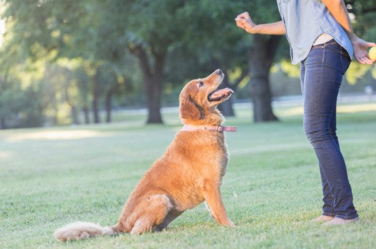 how to teach a dog verbal commands