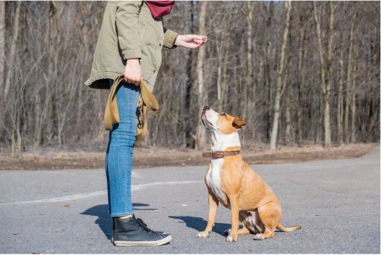positive reinforcement dog training