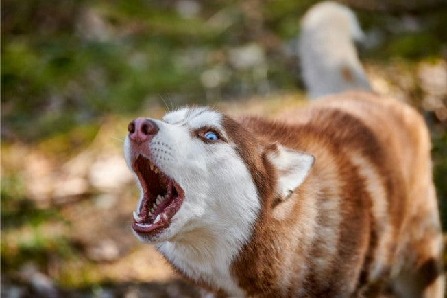 dog stress signals
