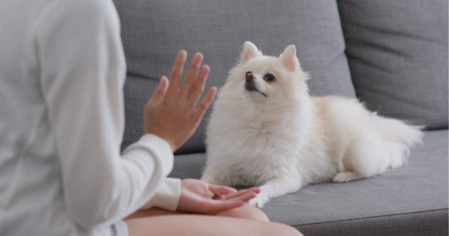 training preparation for dogs