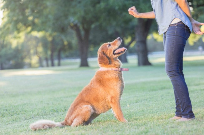 verbal and gesture dog training