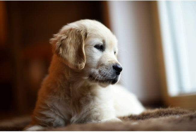 How Dogs Learn
