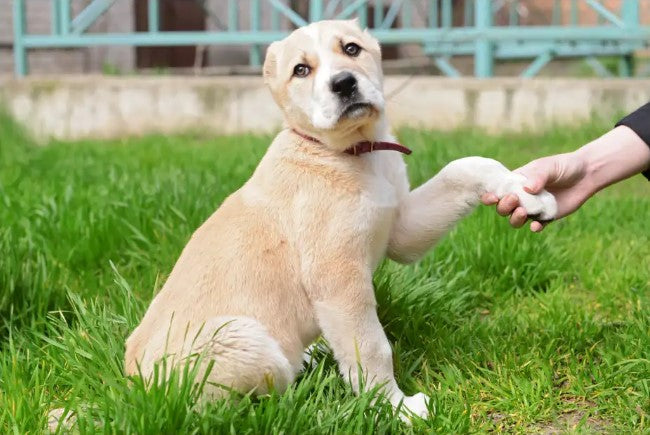 real-world dog obedience, distraction training for dogs