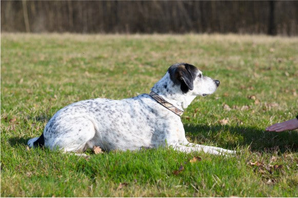 dog training hold position