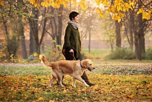 dog training in motion