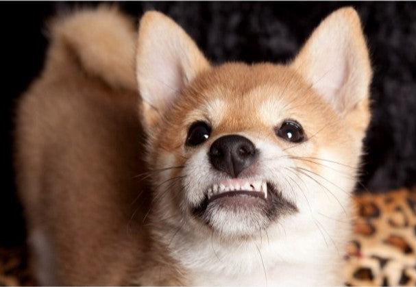 Positive reinforcement for dogs, Dog behavior management