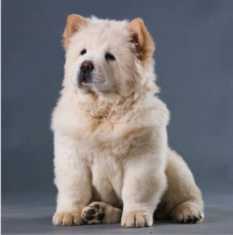 how to teach a dog to sit, basic obedience training for dogs