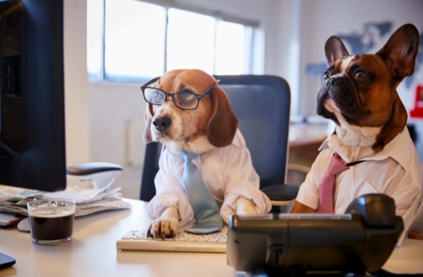 puppy separation anxiety treatment, modern dog training methods