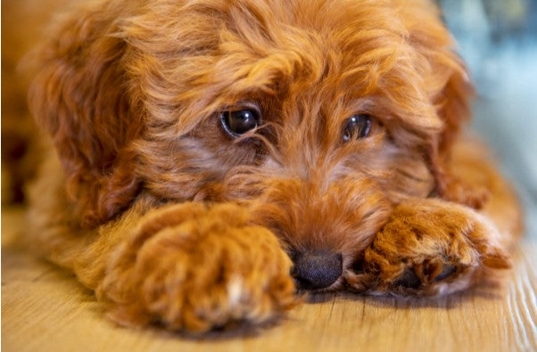 dog body language, why dogs growl
