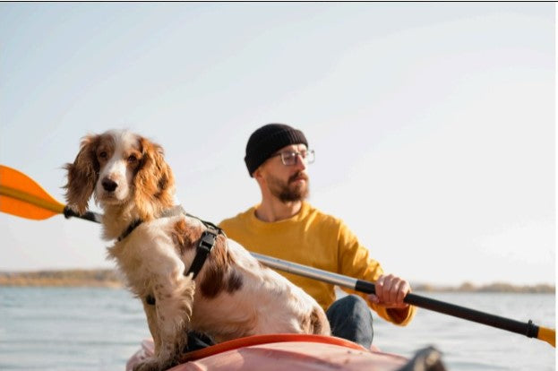 dog exercise ideas, Physical enrichment for dogs
