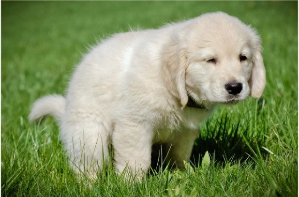 Potty training a puppy