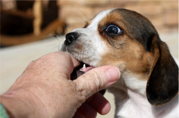 Puppy Biting Training