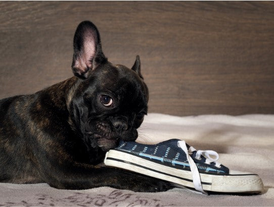 puppy chewing training
