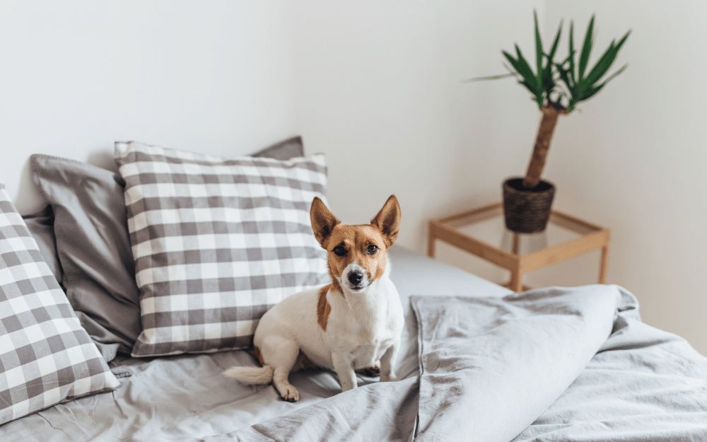 should your dog sleep in your bed