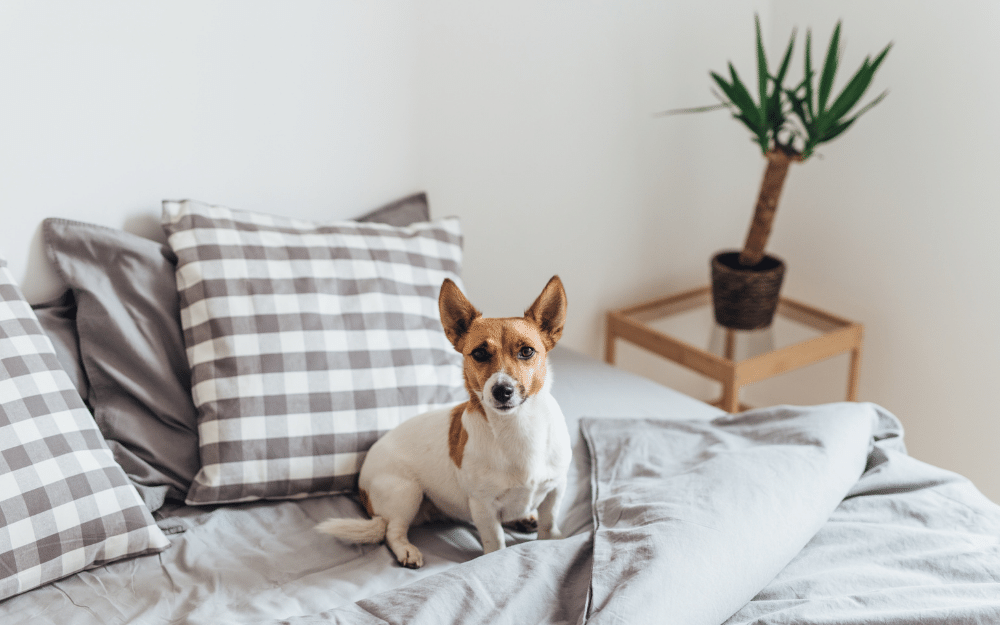 Should Your Dog Sleep In Your Bed? How Bad Can It Be?