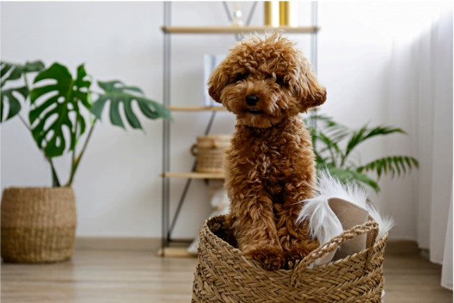 separation anxiety training for dogs, puppy independence training