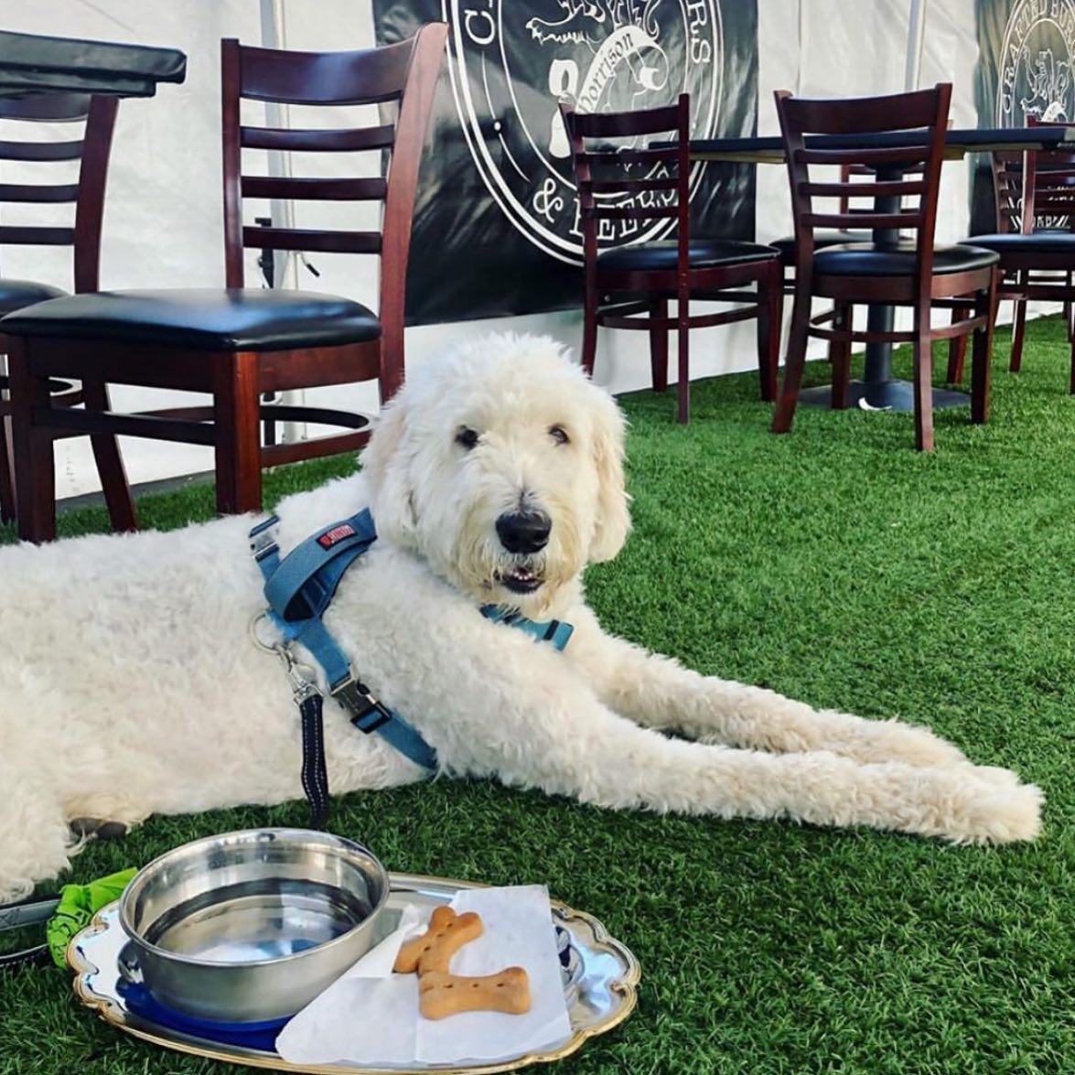 5 Laylo’s Favorite Pet-Friendly Restaurants in LA
