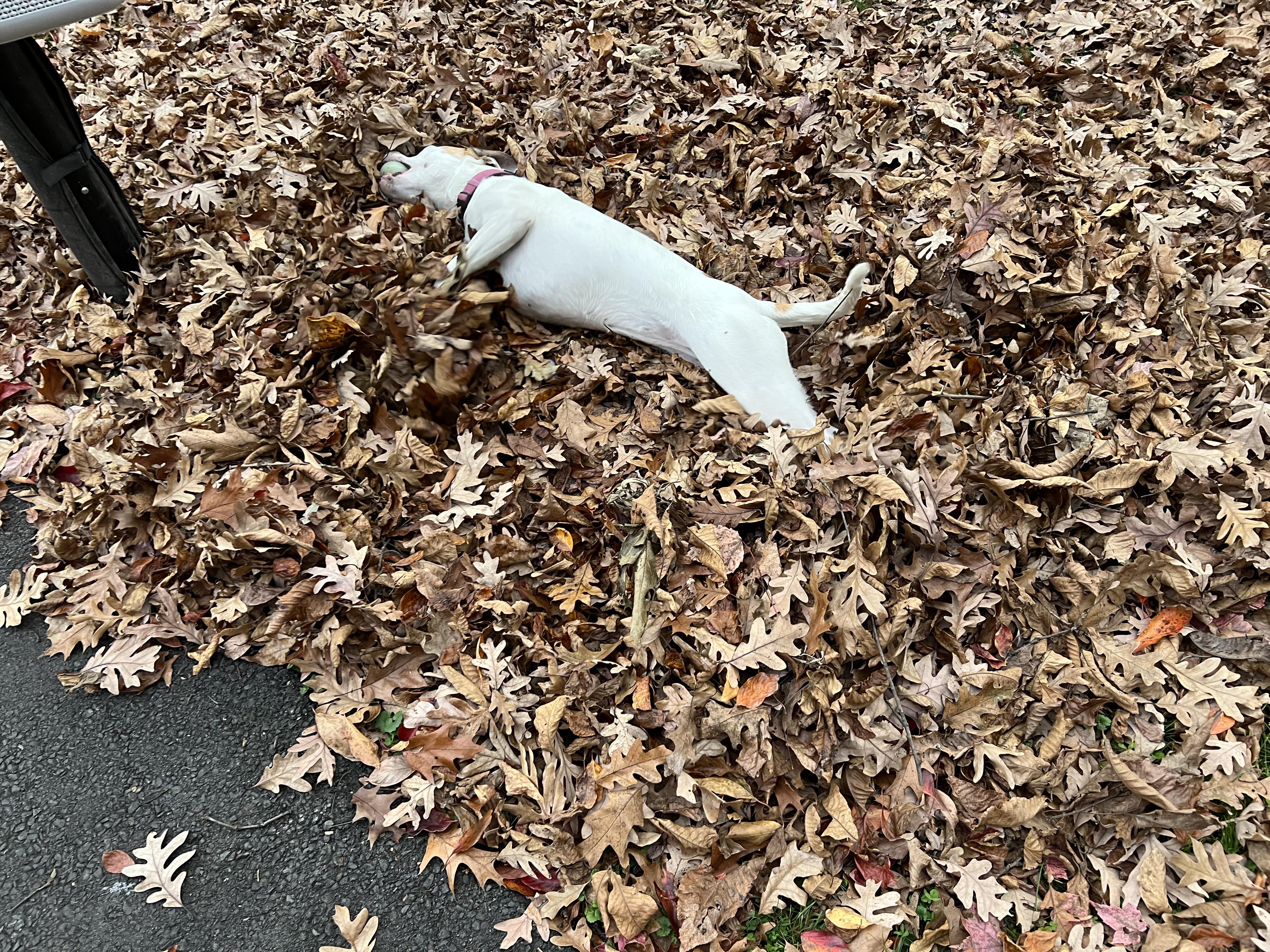 &quot;I’ve gone from having a puppy who tears everything apart to a very lovely little pup who actually listens to me without commands. I can’t thank the team enough for making my life a lot easier.&quot;