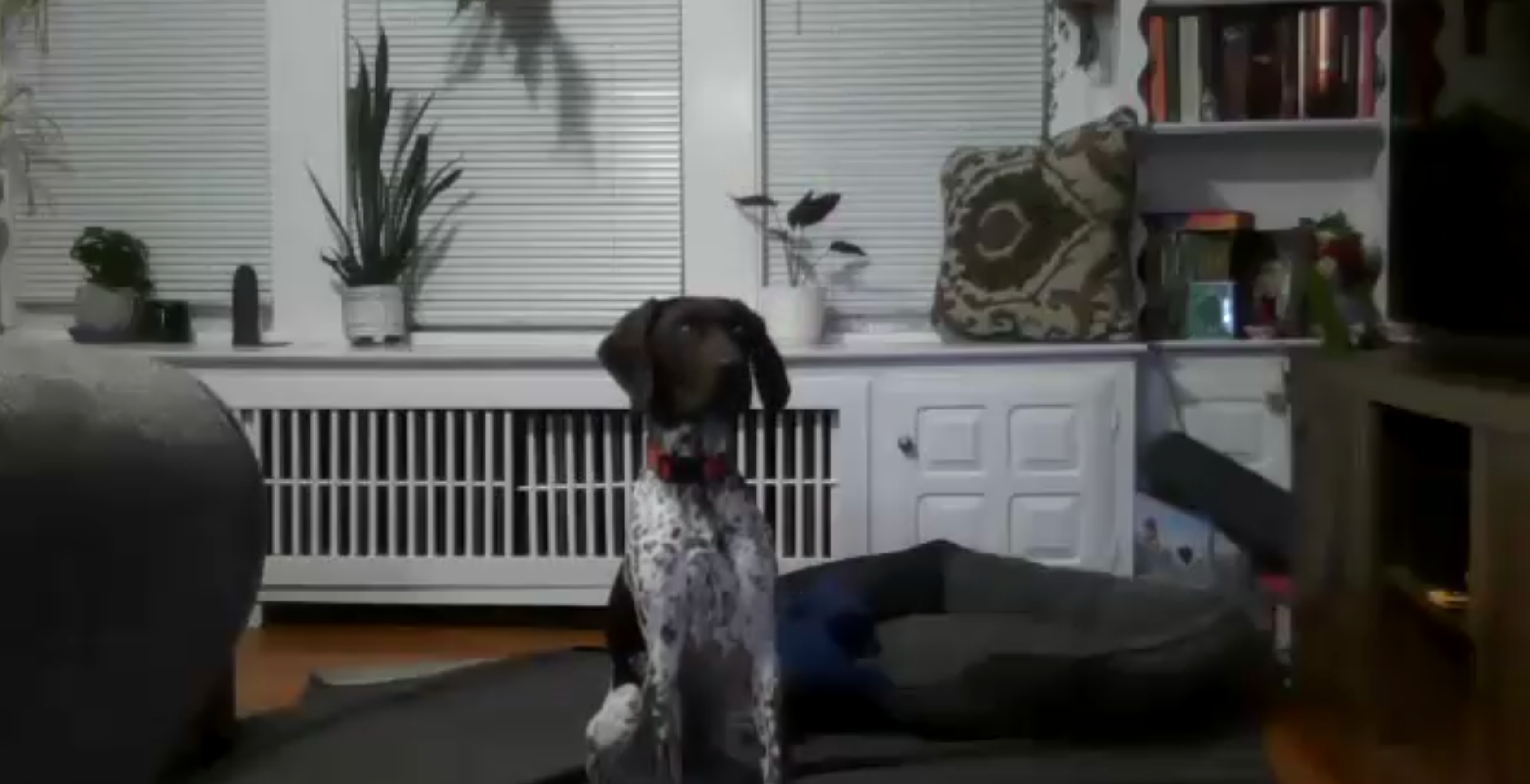 &quot;Homeschool was a fantastic experience that provided both ourselves and our puppy with the training that was needed to get through the more difficult challenges of puppyhood. Our trainer, Stephanie, was an absolutely fantastic teacher and we would recommend her to anyone!&quot;
