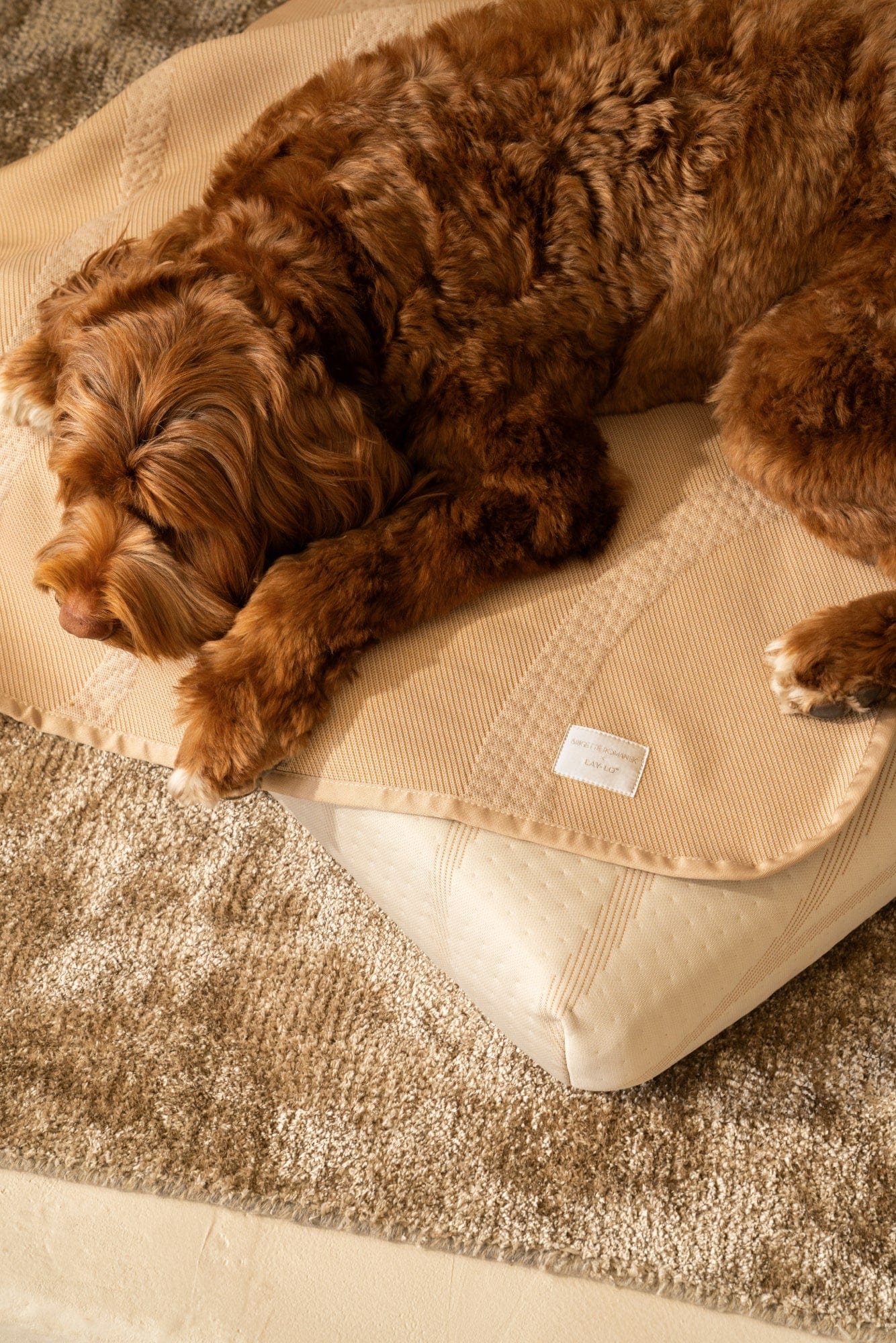 LAY LO™ Pets Brigette Romanek Brigette Romanek | Luxury Pet Blanket - Cream Lay Lo Pets