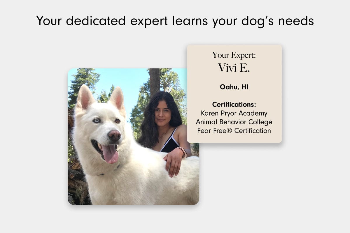 LAY LO Pets Homeschool Service Homeschool Lite: On-Demand Messaging with Dog Experts Lay Lo Pets
