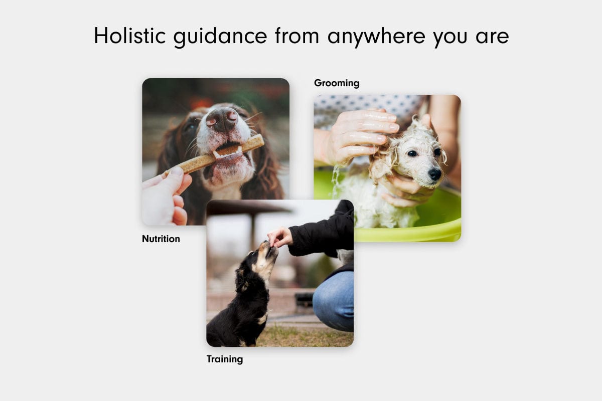 LAY LO Pets Homeschool Service Homeschool Lite: On-Demand Messaging with Dog Experts Lay Lo Pets