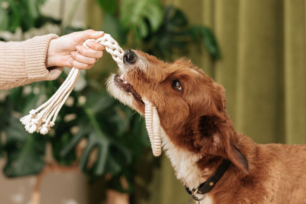 LAY LO Pets Macrame Rope Dog Toys - Bundle Pack Lay Lo Pets