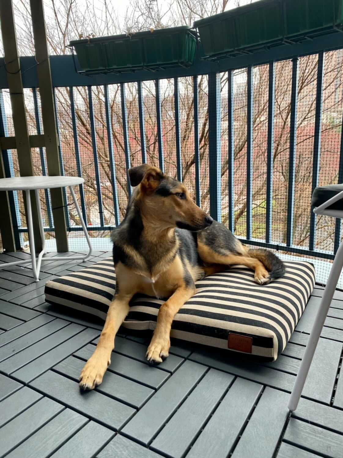 Dog laying on Altuzarra LAY LO dog bed