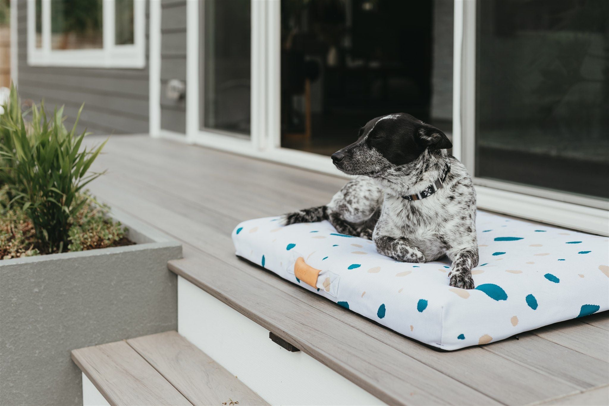 Dog laying on Terrazzo LAY LO dog bed