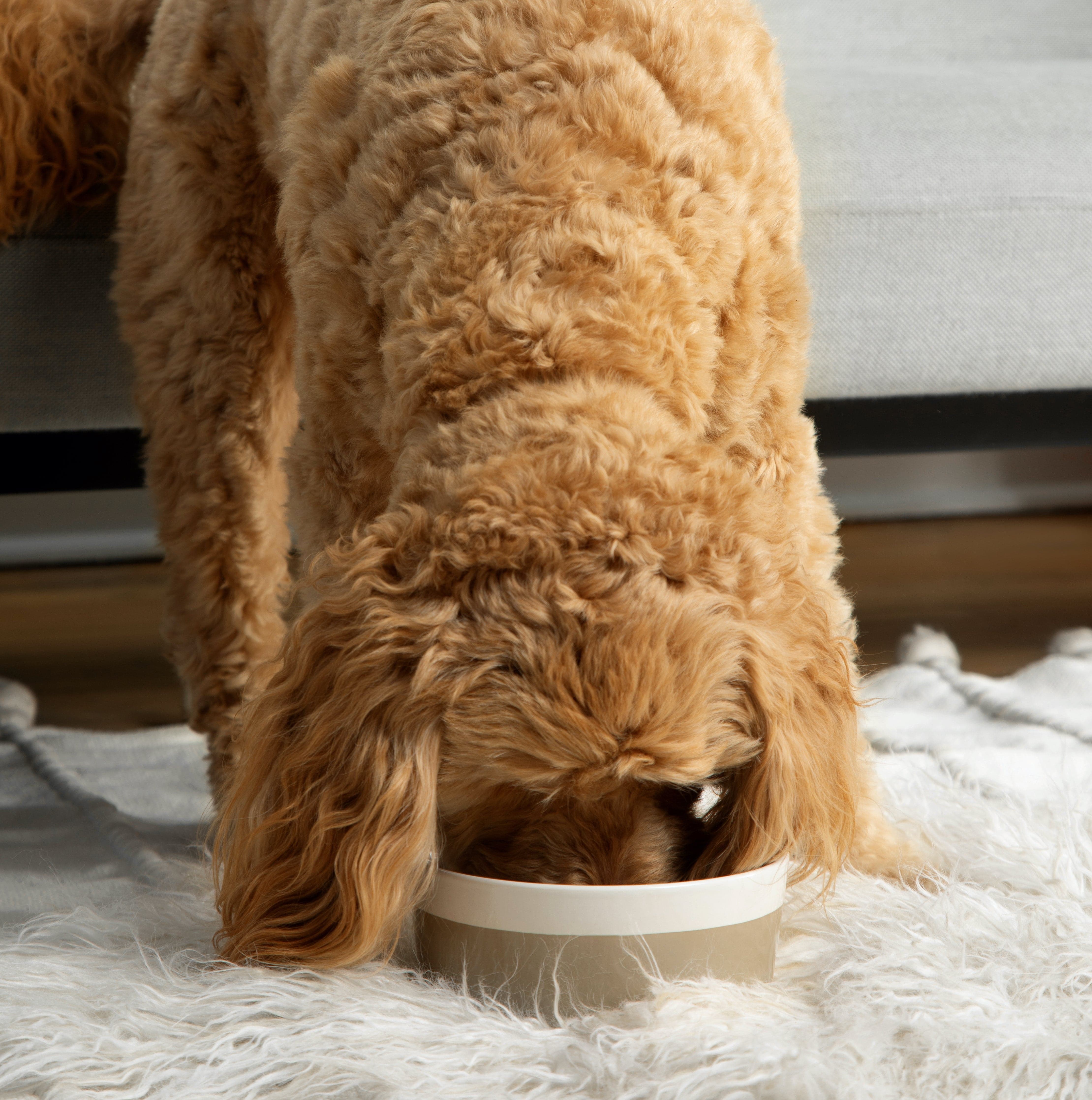 Waggo Dipper Ceramic Dog Bowl by Waggo Lay Lo Pets