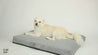 orthopedic bed for dogs