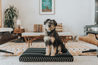 Laylo Pets Boho LAY LO Pets - Black Chevron Boho Dog Bed or Bed Cover Lay Lo Pets