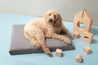 Laylo Pets Minimalist LAY LO Pets - Modern Gray Dog Bed or Bed Cover Lay Lo Pets
