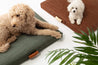 Laylo Pets Minimalist Sage Dog Bed or Bed Cover Lay Lo Pets